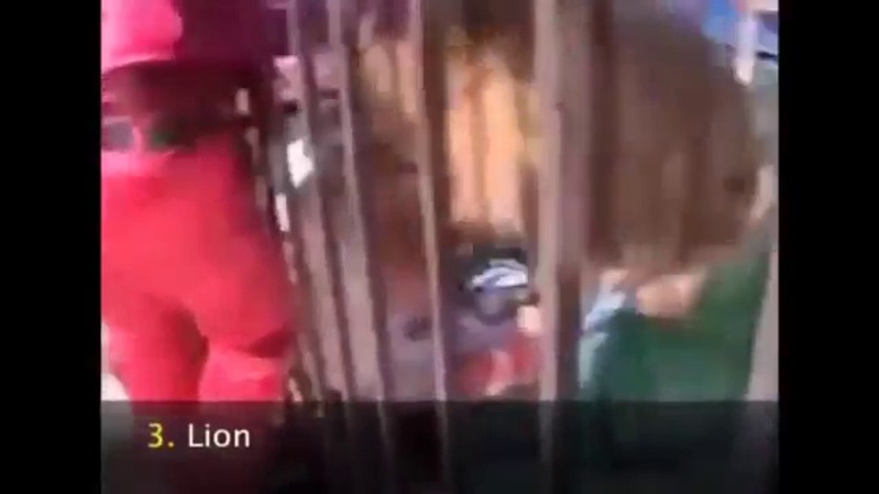 Animals attack human    animal attacks 2016    18+