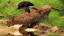 Eagle attacks Wolf, Cat, Cangaroo,Dog,other Animals - Animal Attack Video Compilation