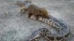 Animal Attack Squirrel Attack big Snake wild NEW@croos