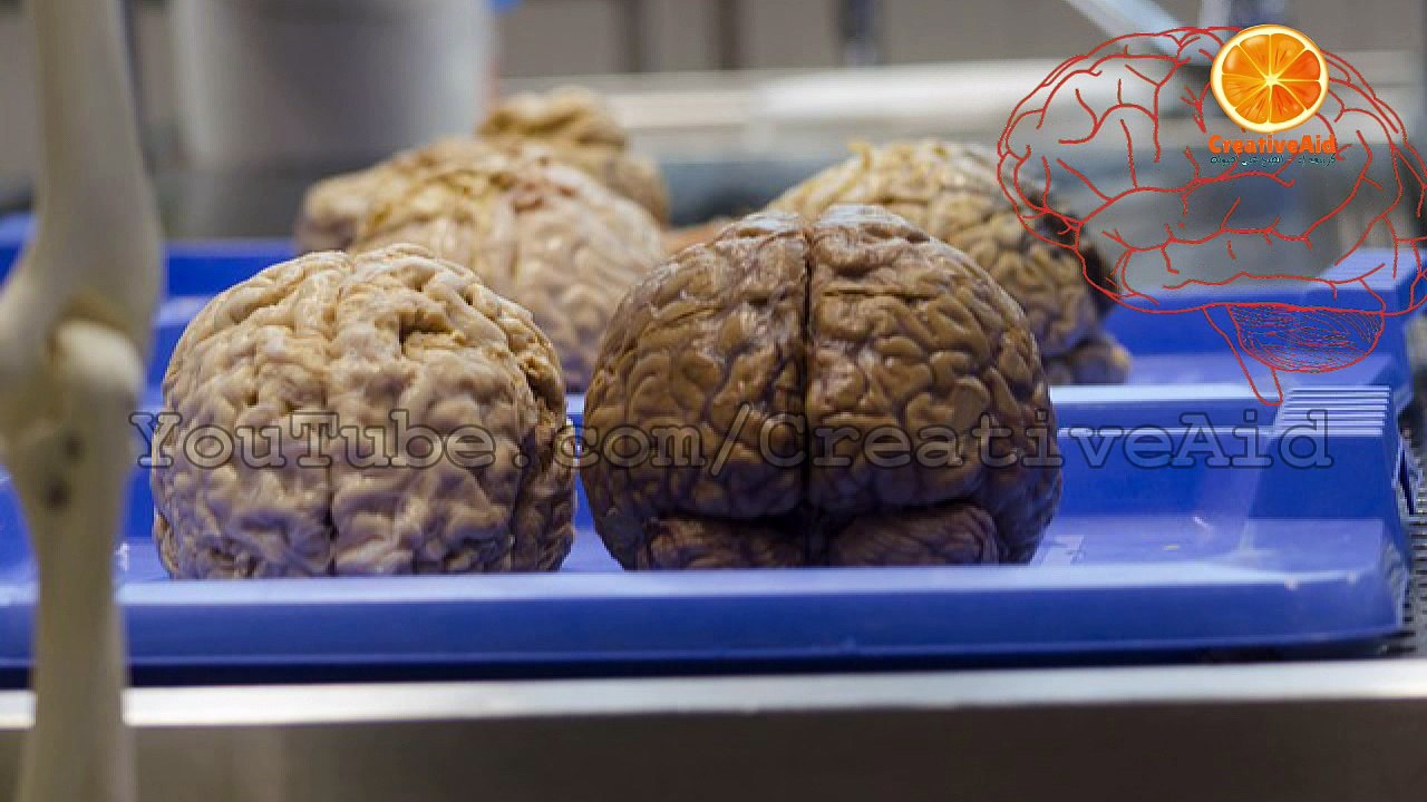 هل يعقل أن للانسان دماغين؟