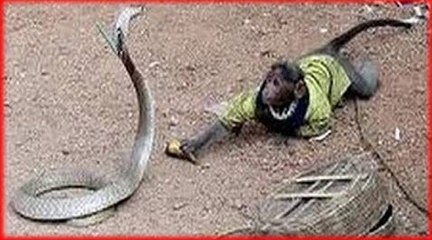 Python vs. King Cobra vs. Snake vs. Monkey Real Fight