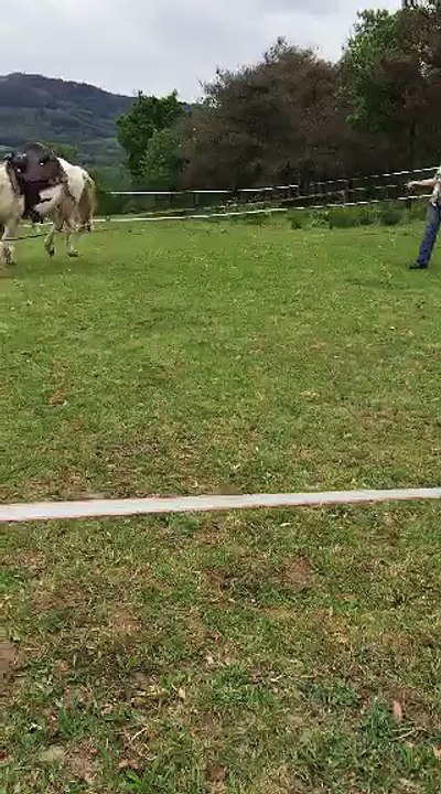 video-1462818982