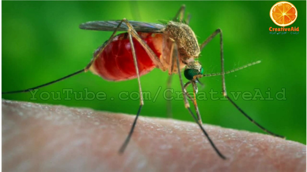 ما مدى خطورة فيروس زيكا؟