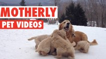 Sweet Motherly Pets Compilation 2016