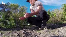 Challenge débile ! Laisser ses mains 60 secondes dans un nid de fourmis les plus dangereuses du monde !
