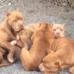 Pit Bull Puppy Pile Up