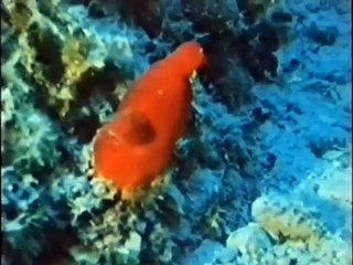 Pusteblume mit Peter Lustig 13 Nixen brauchen keine Schnorchel