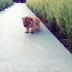 Il tremendo "RUGGITO" del piccolo leone fa impazzire il web