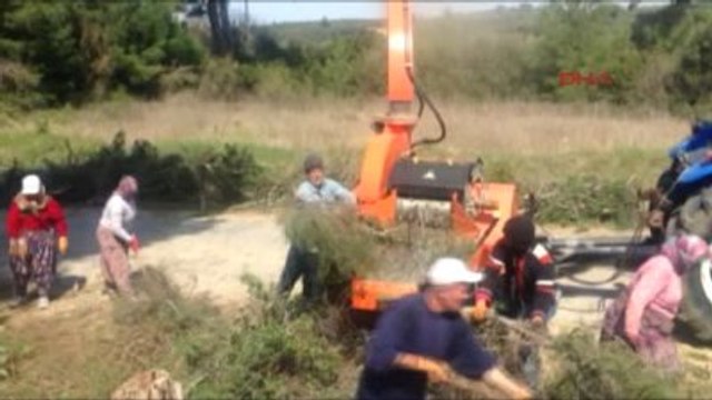 Çanakkale Tarihi Gelibolu Yarımadası'nda Diri Örtü Temizliği