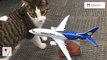Canadian Airlines Save Pets From Devastating Fire