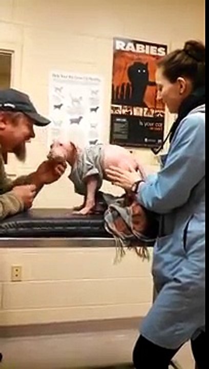 Un Pit Bull Incontra L'uomo Che Lo Ha Salvato- La Sua Reazione Commuove il Web!