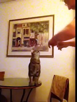 Il Padrone SordoMuto parla al Gatto con la Lingua dei Segni e lui sembra Rispondergli...