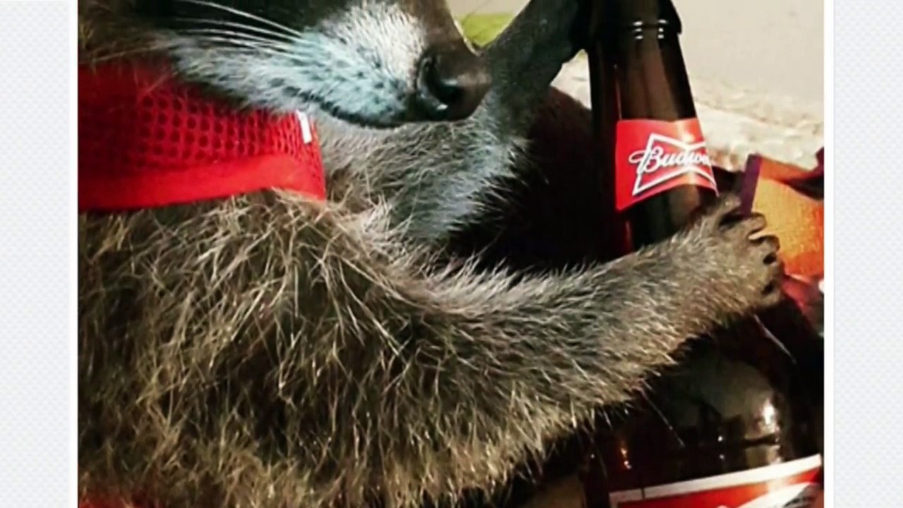 El Pulso | Los cachorros Kardashian son la mejor versión [-d-e-l-] reality show | [-T-e-l-e-m-u-n-d-o-]