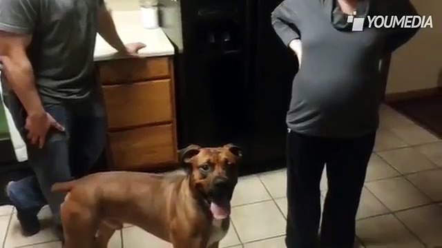 Tocca il Pancione della sua Padrona - la reazione del cane è davvero Incredibile