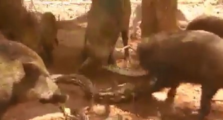Cochons vs serpent