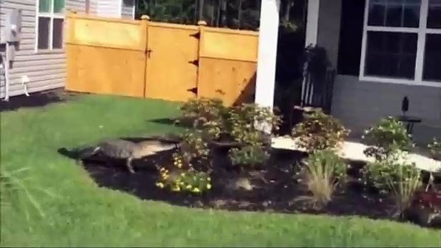 Аллигатор позвонил в дом