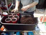 50 sog episode 36 sowing of blue lake beans, cucumelons, wild strawberries