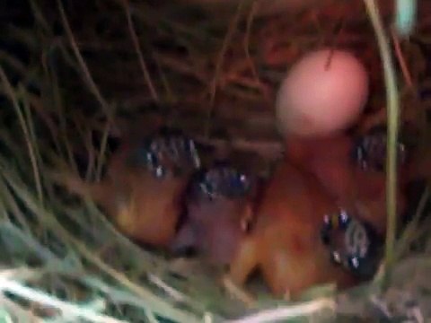3 day old Gouldian Finch Baby Birds in a nest...