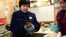 Rescued Snowy Owls Released Back Into the Wild | TransCanada