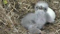 Highlights of Cute Baby Eaglets From D.C.’s Eagle Cam