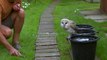 Cute Barn Owl Learns How To Fly - Super Powered Owls - BBC
