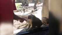 Baboon Is Amazed By Man's Magic Trick