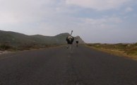 Cyclists chased by an ostrich. The funniest thing you'll see today
