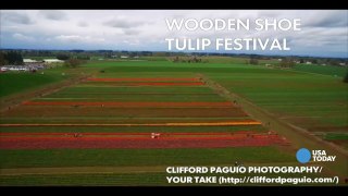 Drone soars over bright fields of tulips at festival
