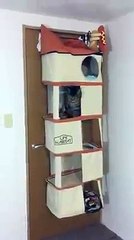 超级套房酒店的猫