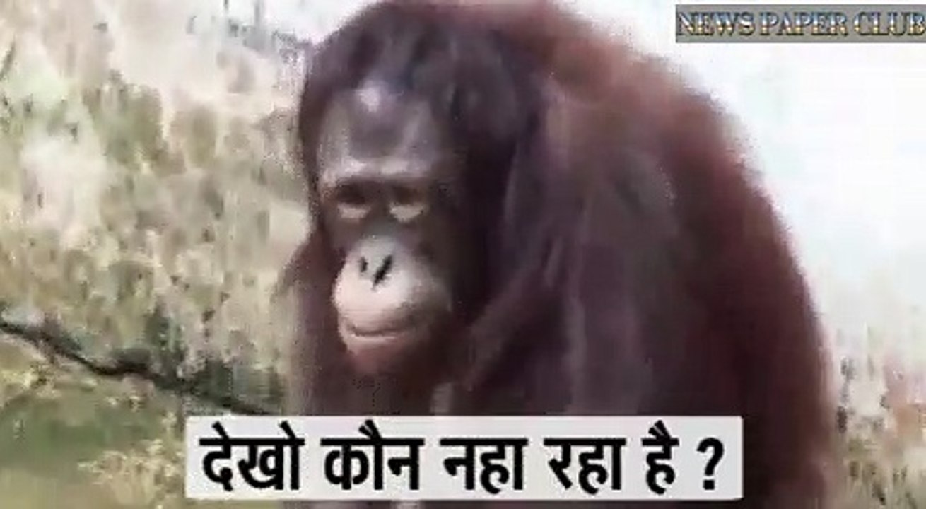 orangutan take a both