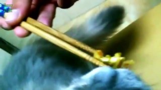Funny Cats Eating with Chopsticks Compilation 2015