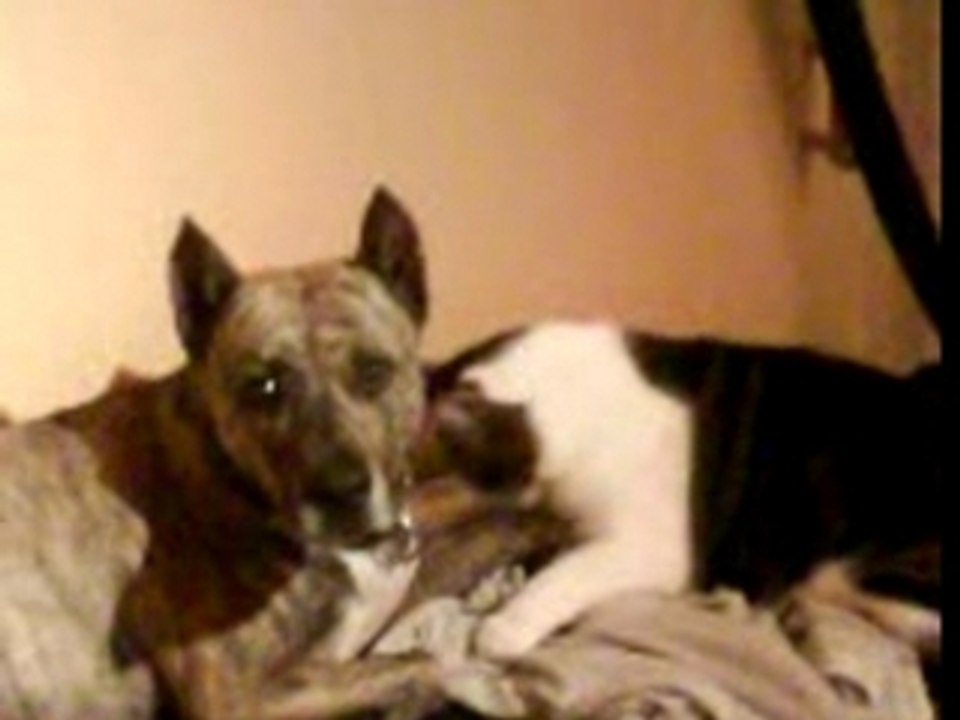 nala pitbull vs kiwi le lion lol