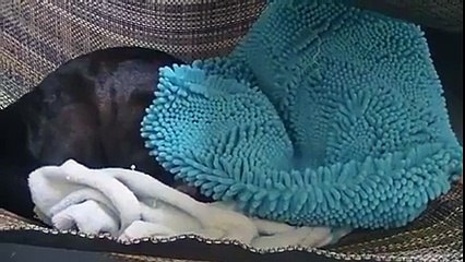 Otter doesn't wanna wake up