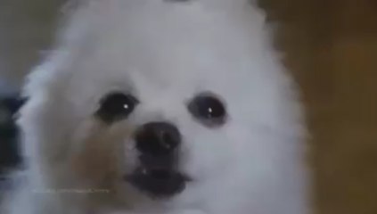 Animals Sing 'Linkin Park Numb' ★ DOG COVER ★ Fail Version 2016   Funny video 2016