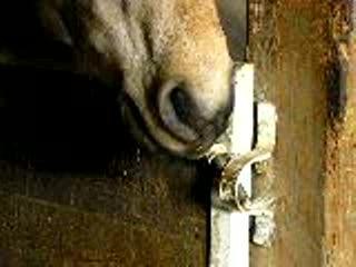 makiro et la porte 2006 001