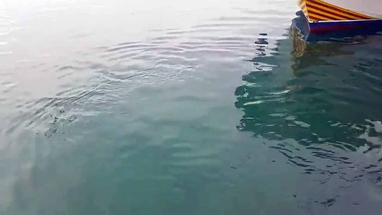 Tuna VS. Seagull