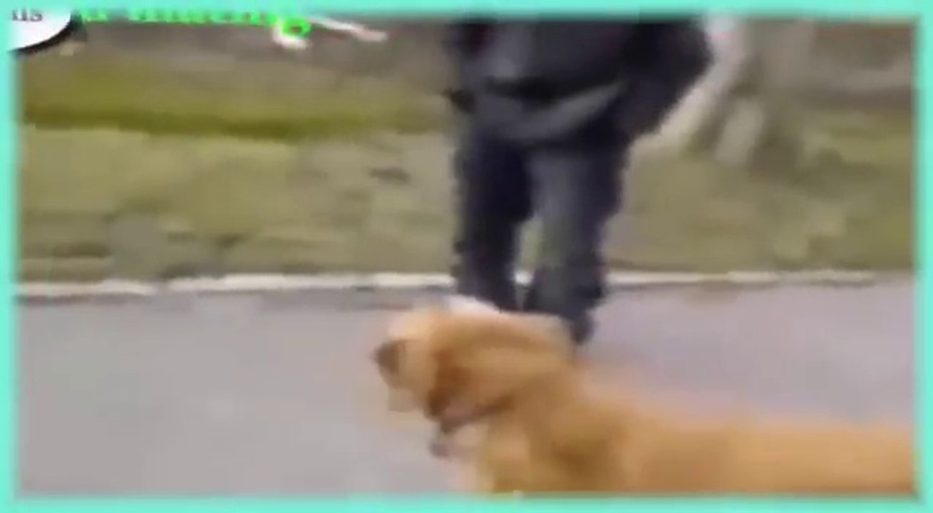 Animals Channel Dog health care Dogs and Human