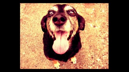 Sasha Persholja - The Guardian Of The Field