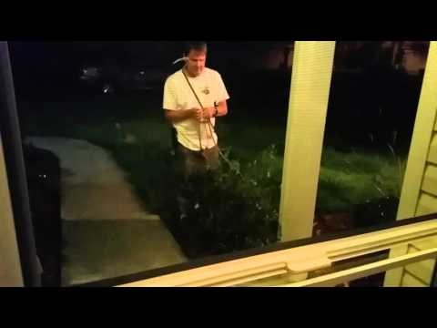 Huge Alligator Intrudes on South Carolina Home