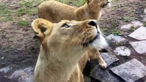 Грозные львицы играют как котята