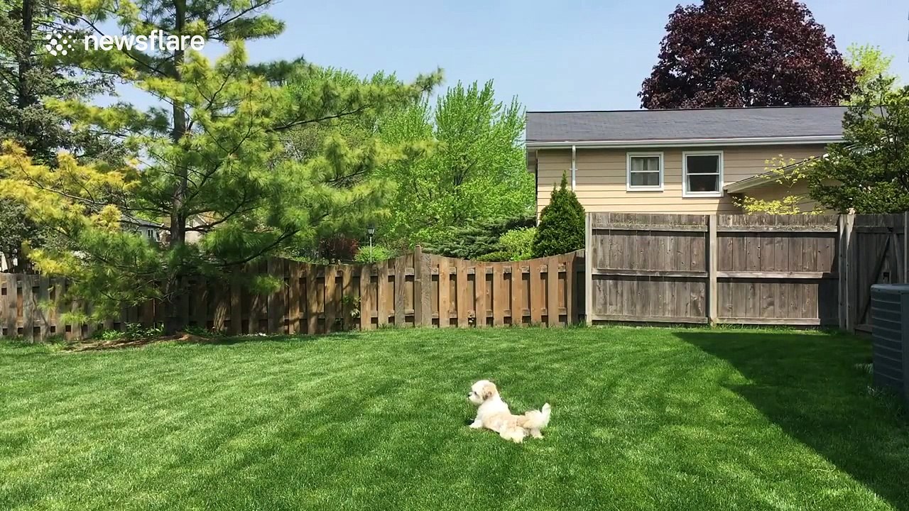 This dog guarding its family against a cuddly toy is adorable