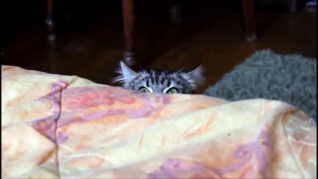 OMG! Cats on Youtube _ Funny Cats - New Funny Cats Video - Funny Animals - Funny Videos