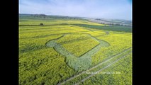 2016 crop circles Hill Barn near East Kennett, Wiltshire UK