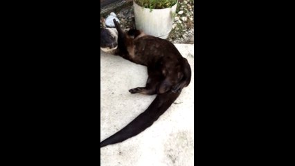 Désolé je ne parle pas l'otarie...