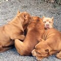 Ces Pit Bull ont trouvé la méthode parfaite pour bien dormir