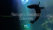 BBC Танцы дикой природы 2 серия. Танец любви (2015)