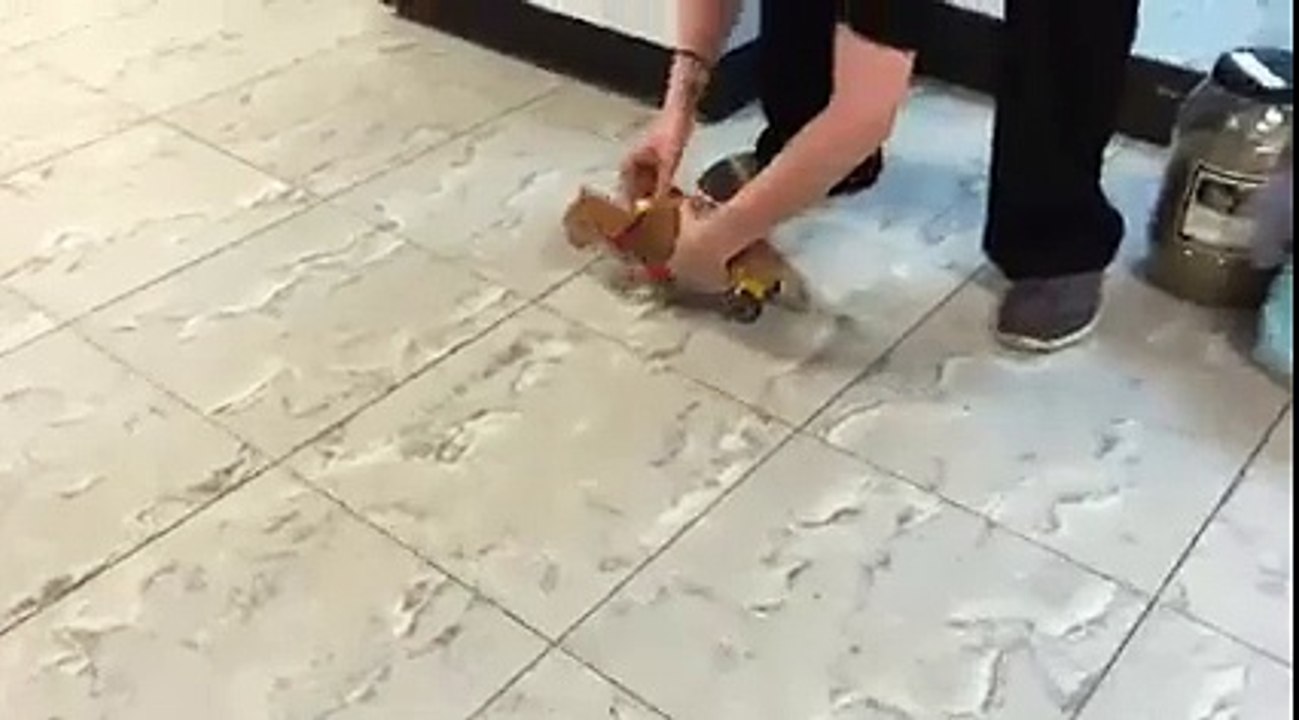 Ce chaton handicapé avance sur des roulettes! Trop mignon