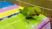 Talking Parrot,,,Awesome