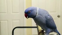 Talking Purple Ringneck Parrot