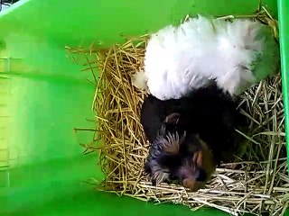 Chiots yorkshire et bichon